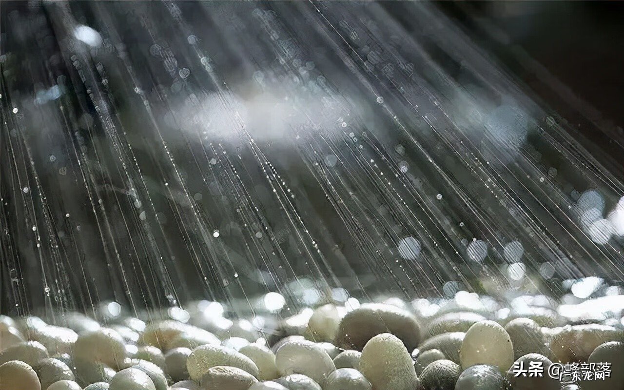 桑树种植的风水 桑叶在家里风水