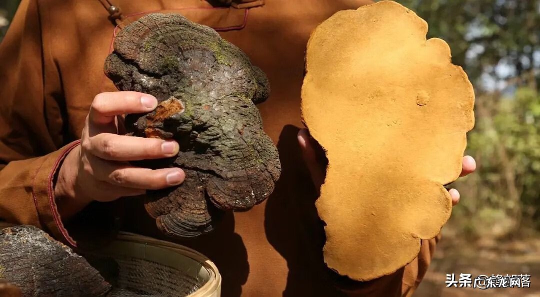 桑树种植的风水 桑叶在家里风水