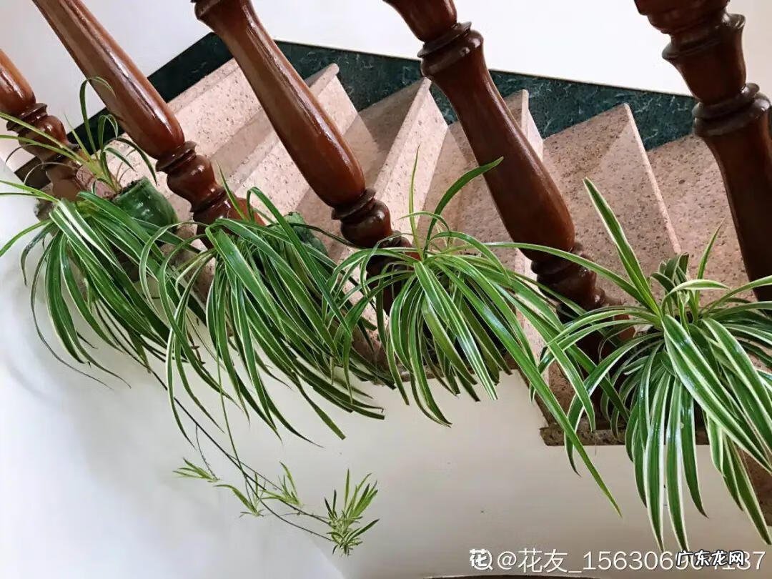 毒水壶 壶毒之术之术