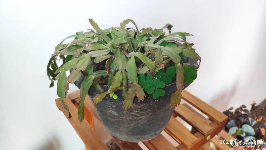 毒水壶 壶毒之术之术