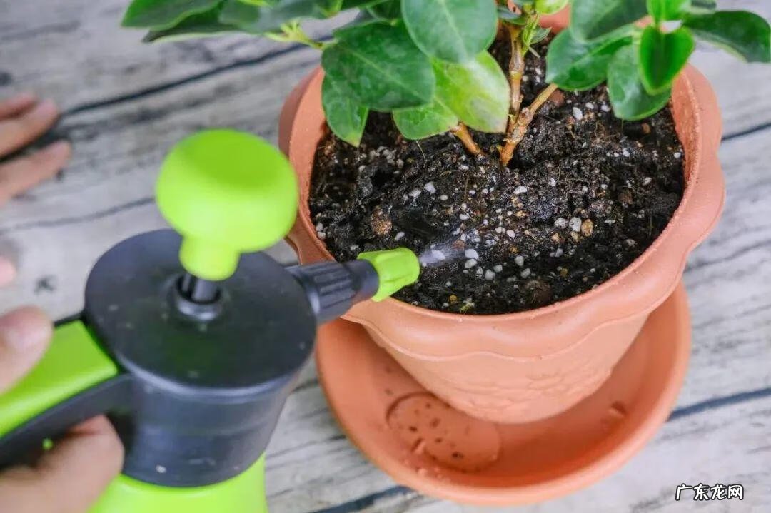 毒水壶 壶毒之术之术