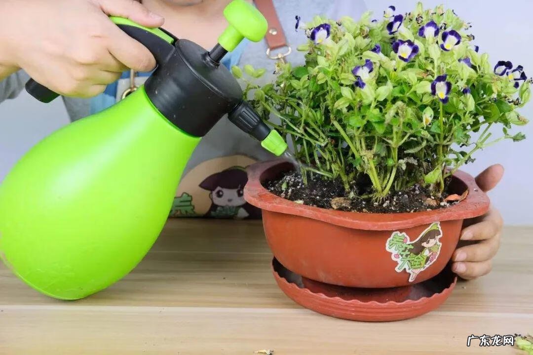 毒水壶 壶毒之术之术