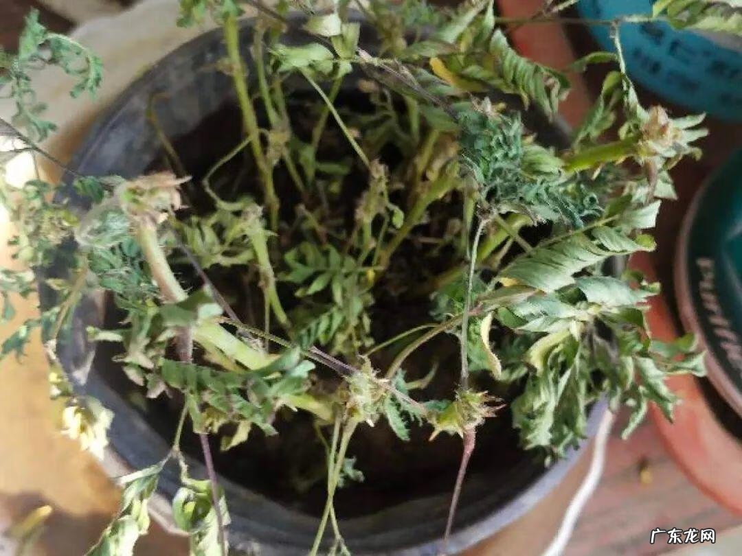 毒水壶 壶毒之术之术