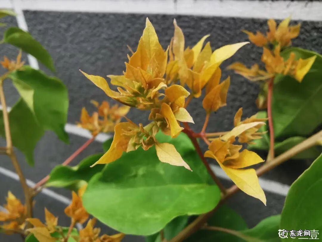 毒水壶 壶毒之术之术