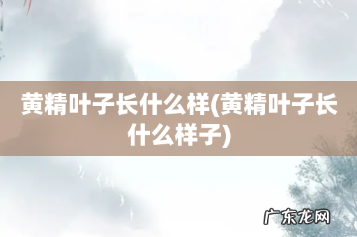 黄精叶子长什么样子 黄精叶子长什么样