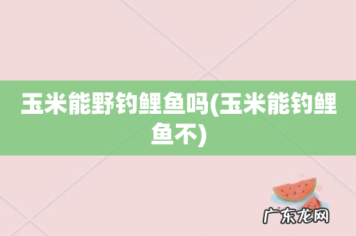 玉米能钓鲤鱼不 玉米能野钓鲤鱼吗