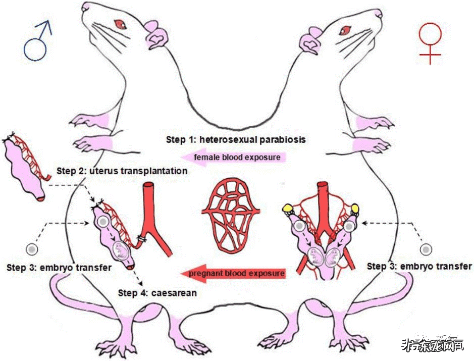 想怀男孩男方孕前准备 怀孕男人