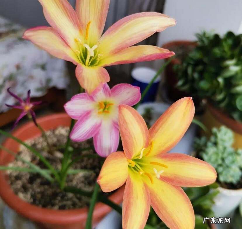 茶几摆放风水都有什么讲究 茶几上放什么植物比较好