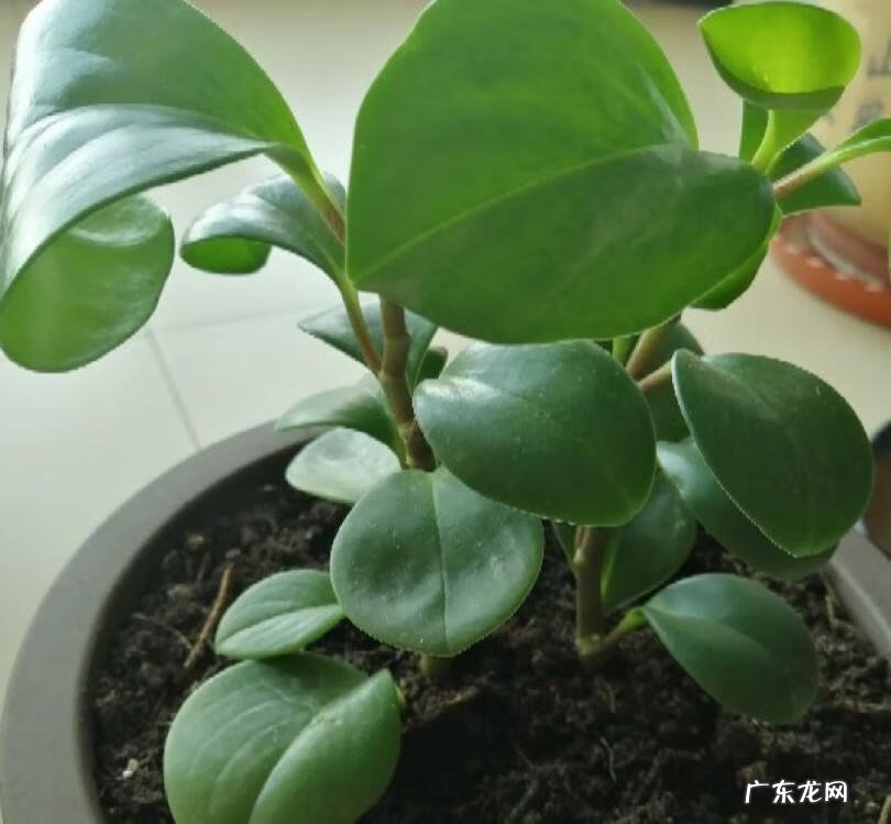 茶几摆放风水都有什么讲究 茶几上放什么植物比较好