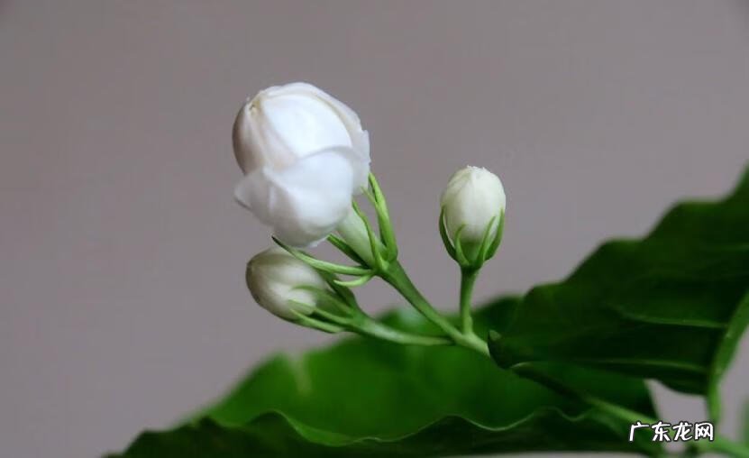 茶几摆放风水都有什么讲究 茶几上放什么植物比较好