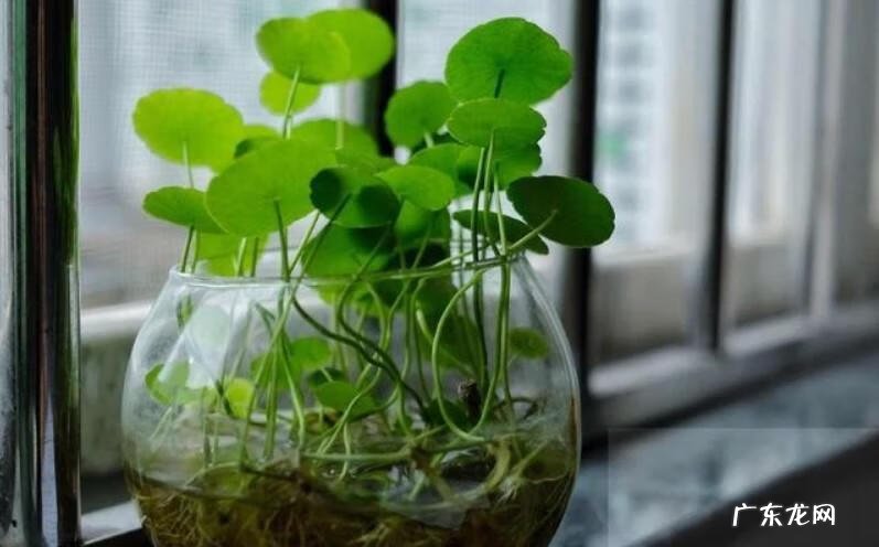 茶几摆放风水都有什么讲究 茶几上放什么植物比较好