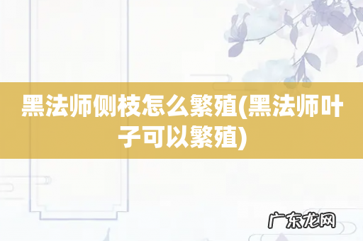 黑法师叶子可以繁殖 黑法师侧枝怎么繁殖