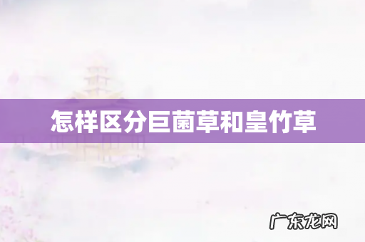 怎样区分巨菌草和皇竹草