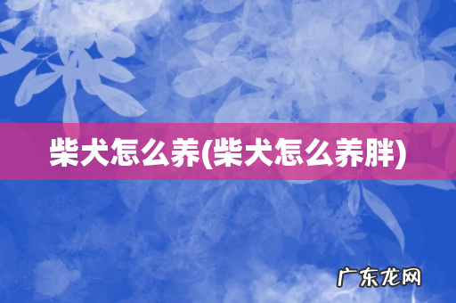 柴犬怎么养胖 柴犬怎么养
