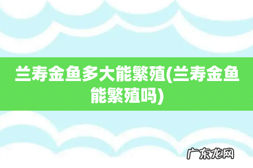 兰寿金鱼能繁殖吗 兰寿金鱼多大能繁殖