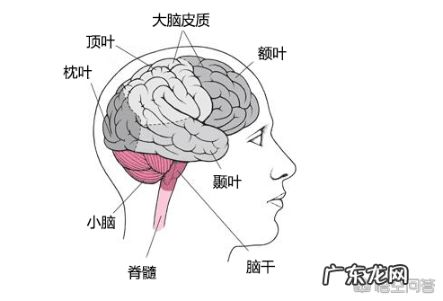 小脑萎缩怎样治疗 小脑萎缩的治疗和预防