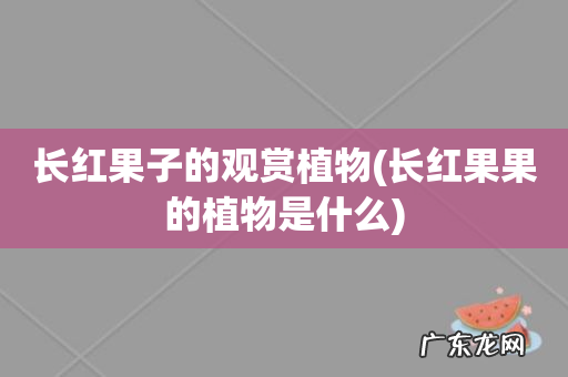长红果果的植物是什么 长红果子的观赏植物