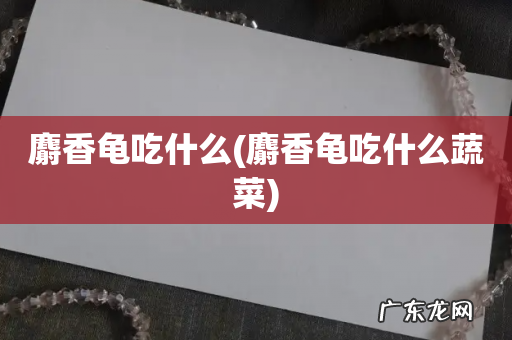 麝香龟吃什么蔬菜 麝香龟吃什么