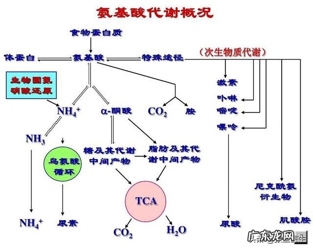 白蛋白偏低36严重吗 白蛋白低多少算严重