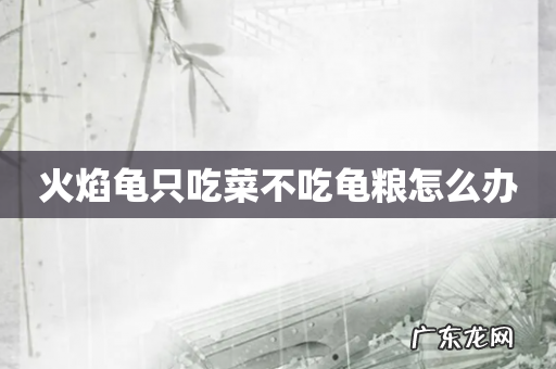 火焰龟只吃菜不吃龟粮怎么办