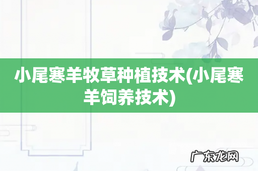 小尾寒羊饲养技术 小尾寒羊牧草种植技术