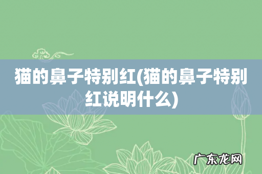 猫的鼻子特别红说明什么 猫的鼻子特别红