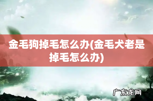 金毛犬老是掉毛怎么办 金毛狗掉毛怎么办