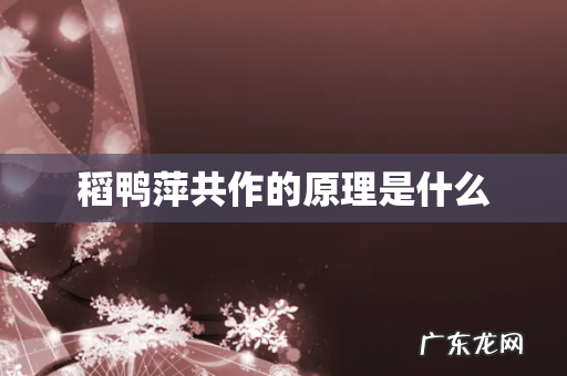 稻鸭萍共作的原理是什么