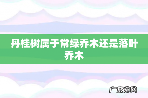 丹桂树属于常绿乔木还是落叶乔木