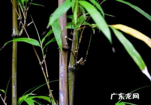 紫竹对风水什么作用 紫竹有什么风水作用