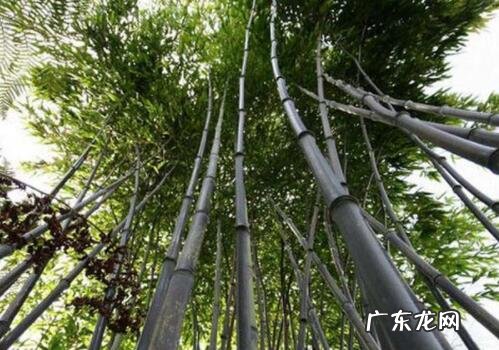 紫竹对风水什么作用 紫竹有什么风水作用