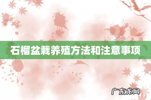 石榴盆栽养殖方法和注意事项