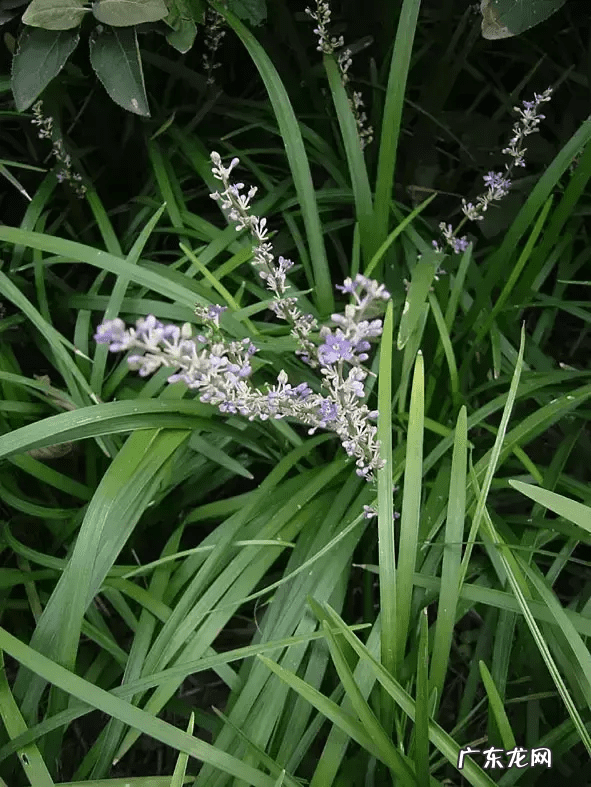 什么花开在什么时间 什么花什么时间开花