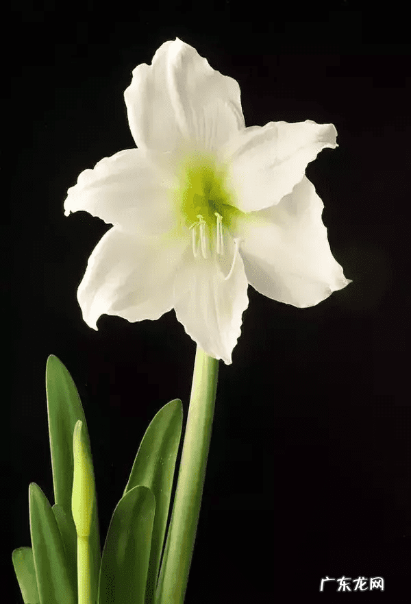 什么花开在什么时间 什么花什么时间开花