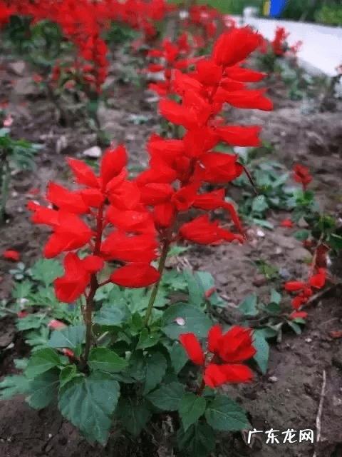 什么花开在什么时间 什么花什么时间开花