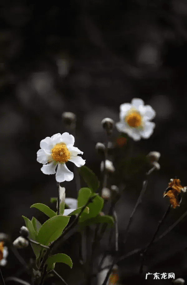 什么花开在什么时间 什么花什么时间开花
