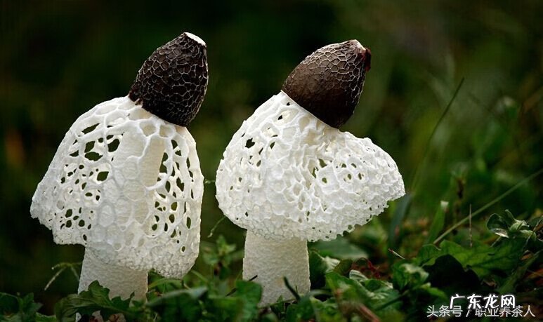 竹荪食用方法及禁忌 竹荪是什么东西