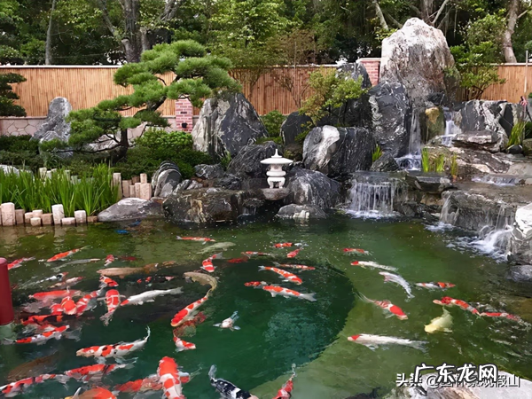 庭院鱼池风水 鱼池水景设计及风水