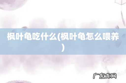 枫叶龟怎么喂养 枫叶龟吃什么