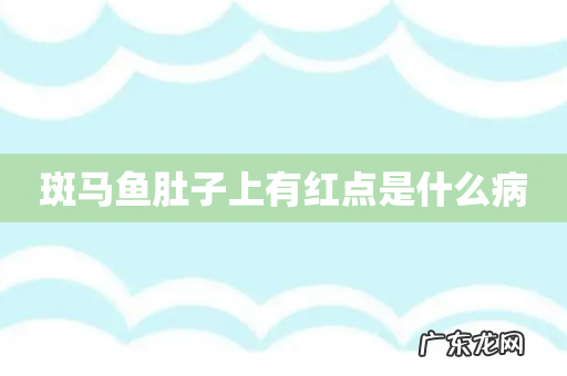 斑马鱼肚子上有红点是什么病