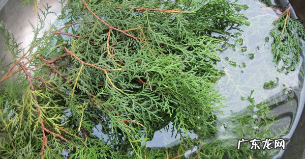 自己熬制洗发水 自制中药洗发水有用吗