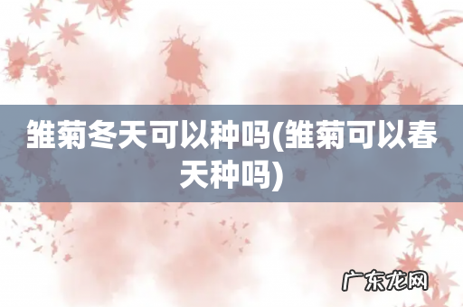 雏菊可以春天种吗 雏菊冬天可以种吗