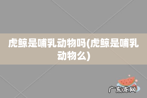 虎鲸是哺乳动物么 虎鲸是哺乳动物吗