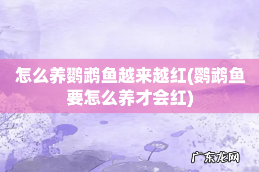 鹦鹉鱼要怎么养才会红 怎么养鹦鹉鱼越来越红
