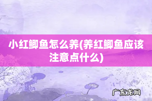 养红鲫鱼应该注意点什么 小红鲫鱼怎么养