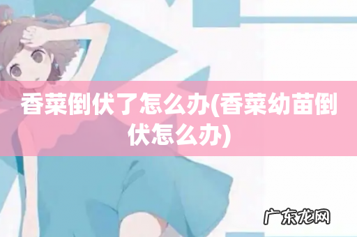 香菜幼苗倒伏怎么办 香菜倒伏了怎么办