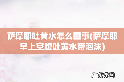 萨摩耶早上空腹吐黄水带泡沫 萨摩耶吐黄水怎么回事