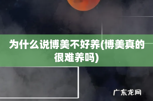 博美真的很难养吗 为什么说博美不好养