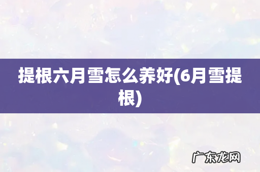6月雪提根 提根六月雪怎么养好