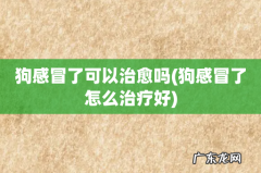 狗感冒了怎么治疗好 狗感冒了可以治愈吗